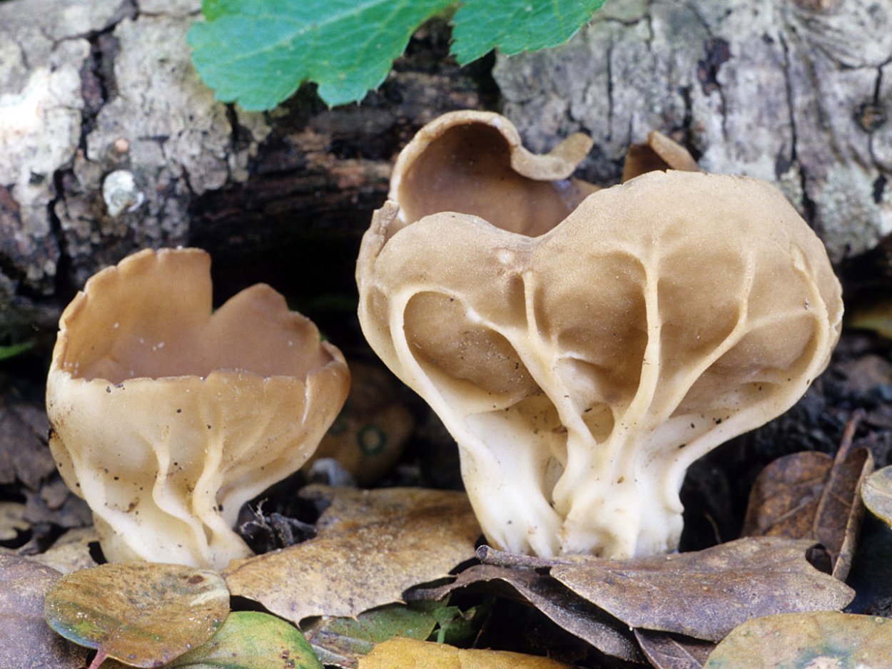Лопастник ямчатый (Helvella lacunosa)