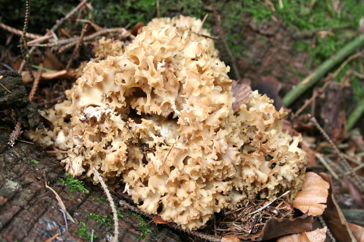 Лопастник курчавый Helvella crispa