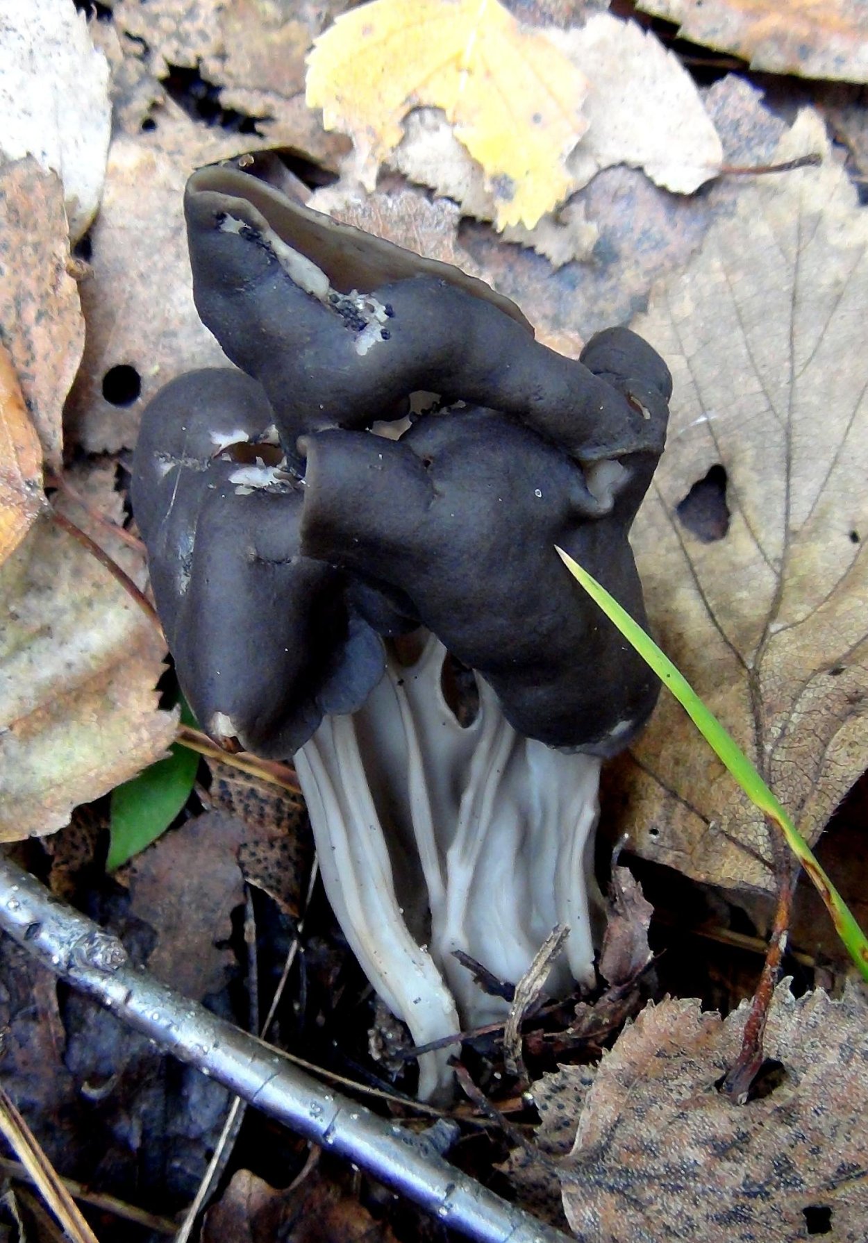 Ascomycota Helvella
