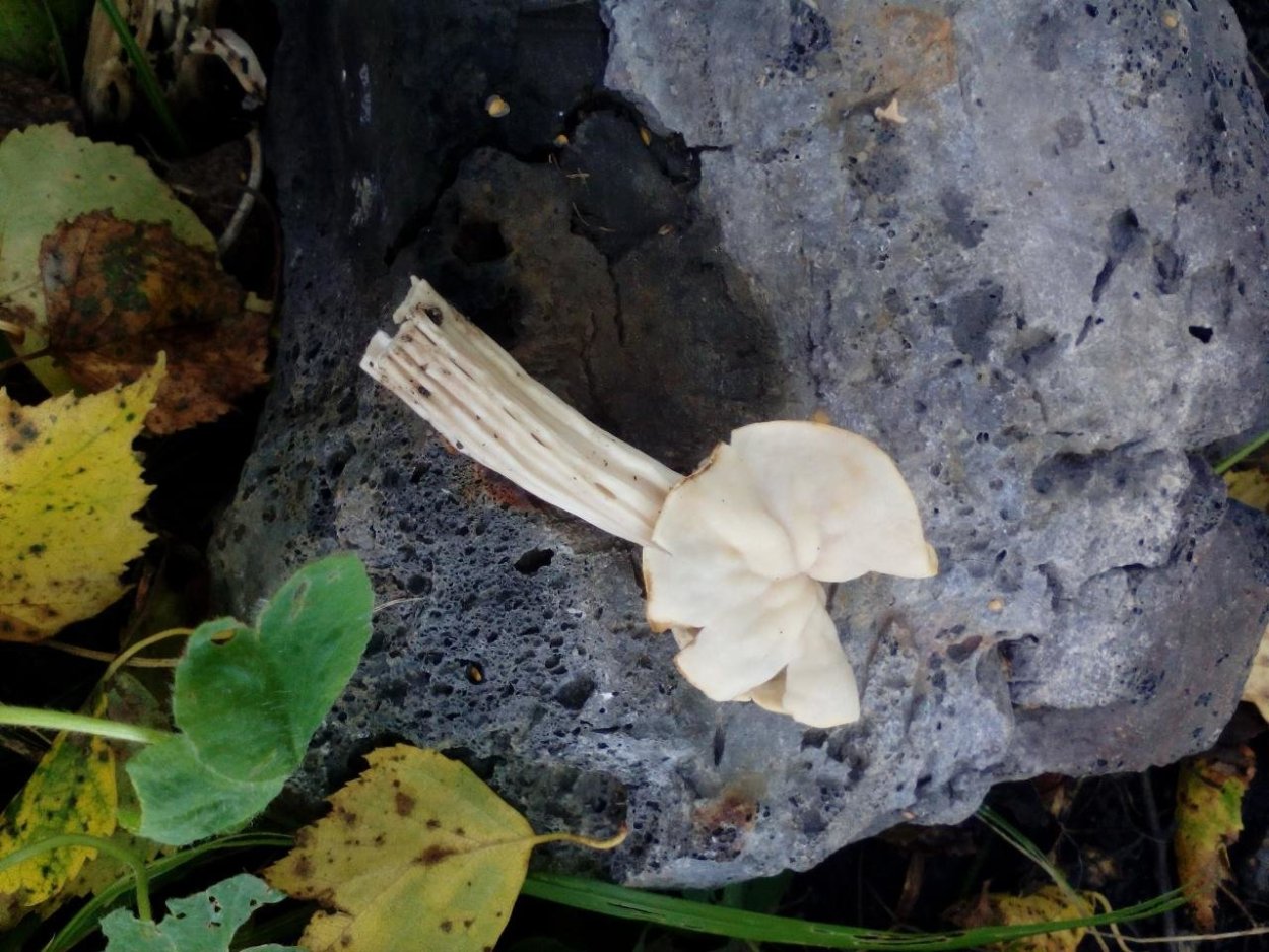 Лопастник курчавый Helvella crispa