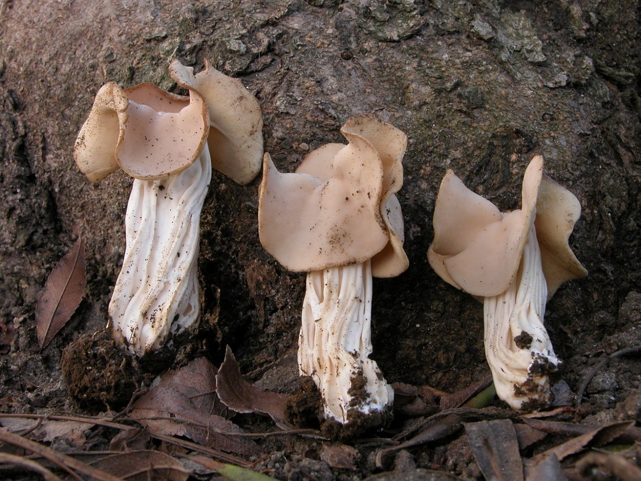 Helvella LENCORUS pers.