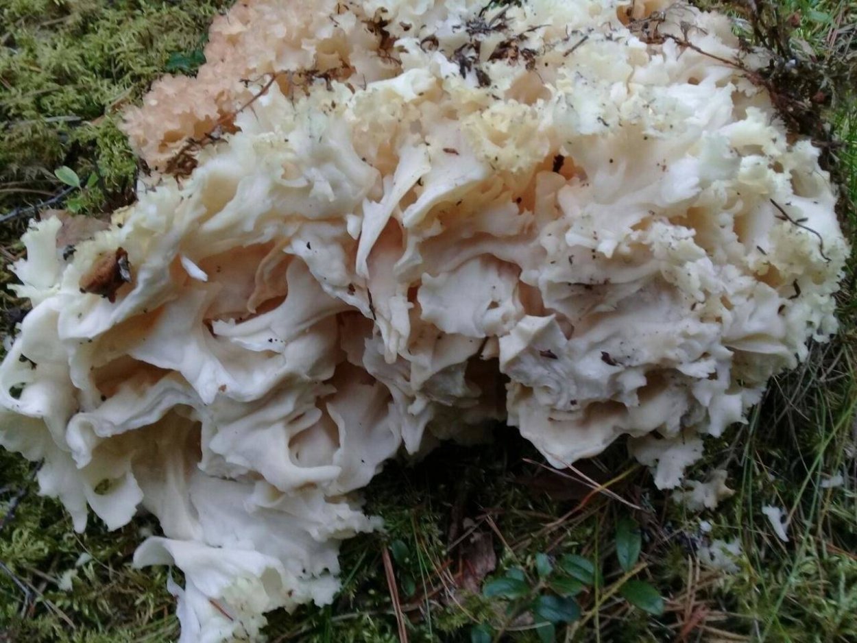 Гельвелла курчавая (Helvella crispa)