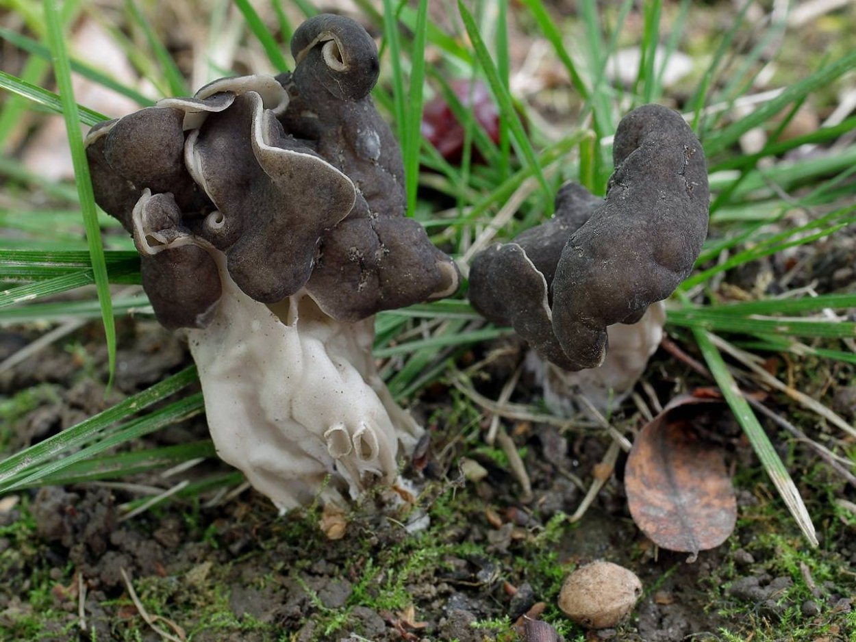 Sparassis crispa грибы