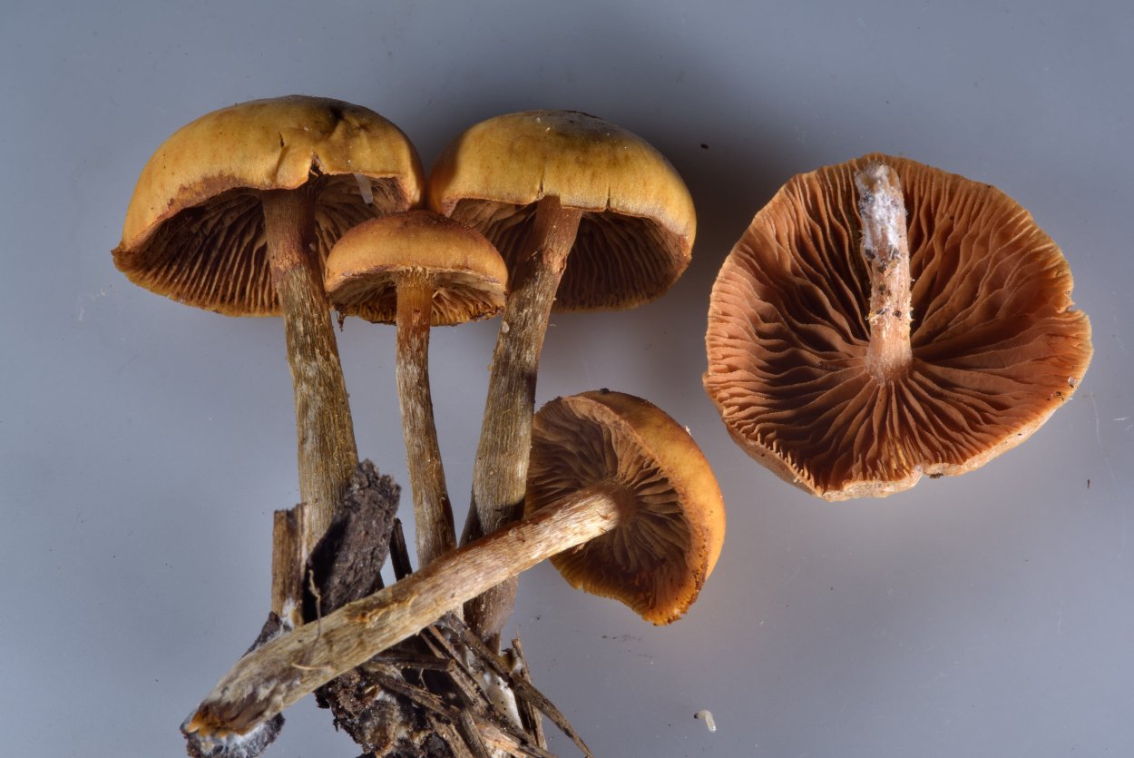 Galerina marginata
