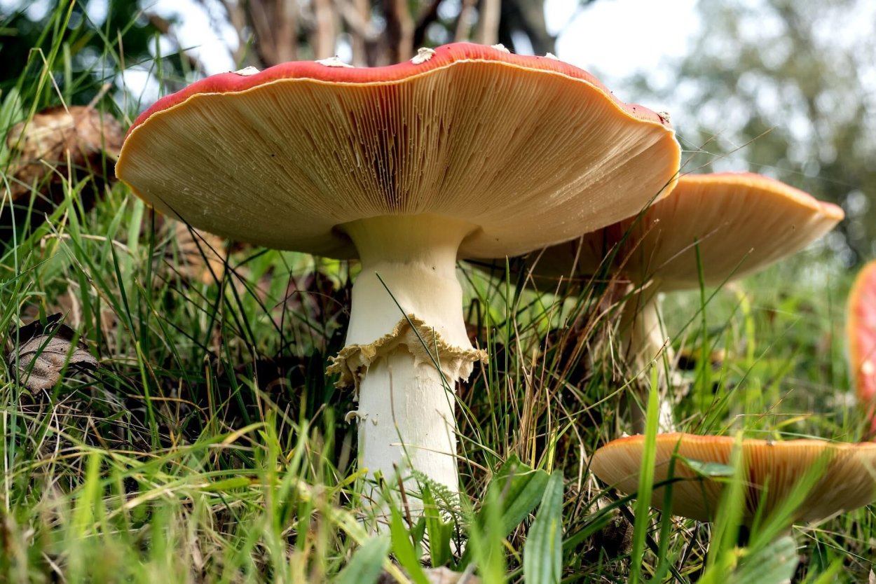 Гриб Amanita Jackson