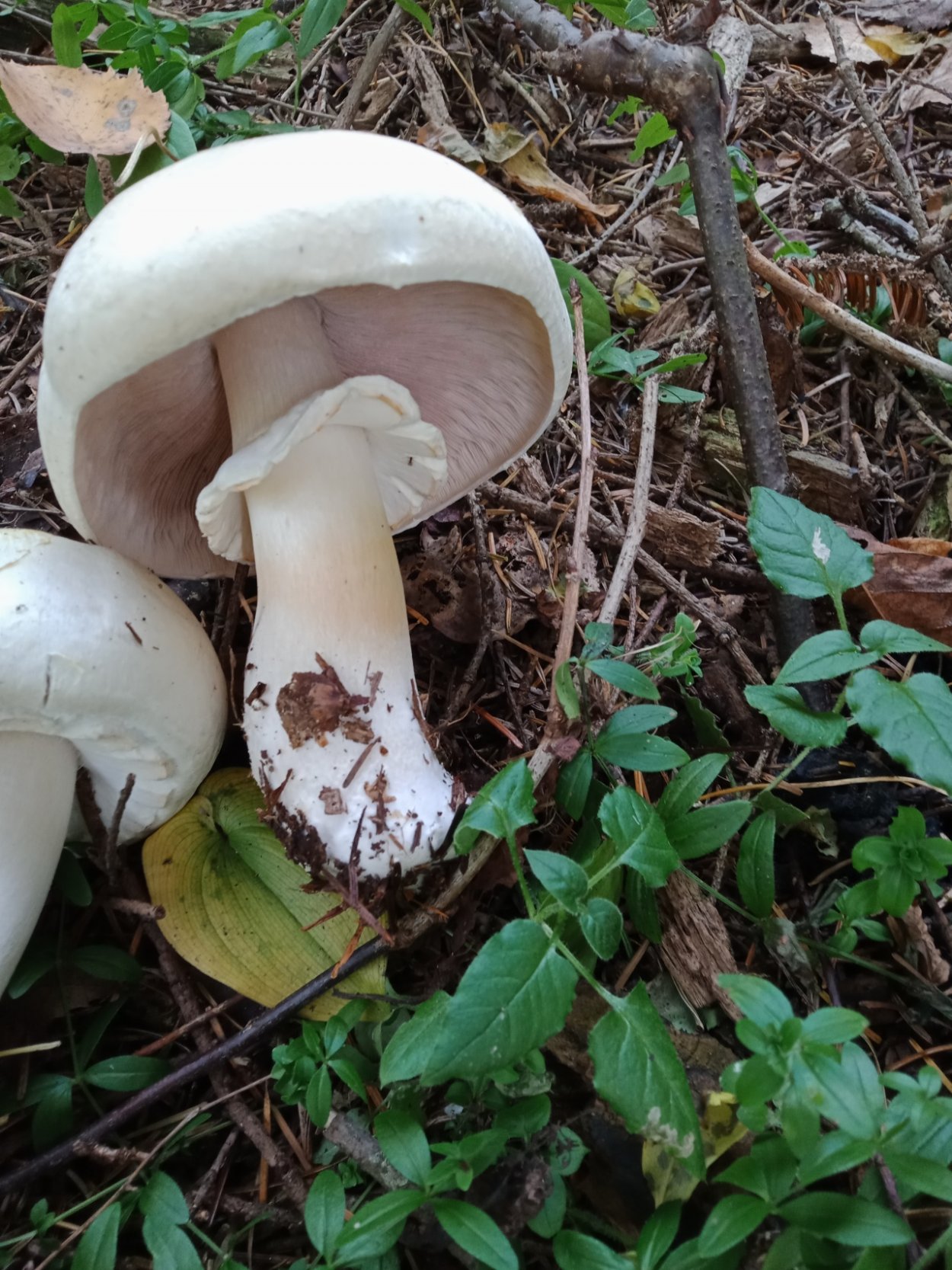 Гриб Amanita rubescens