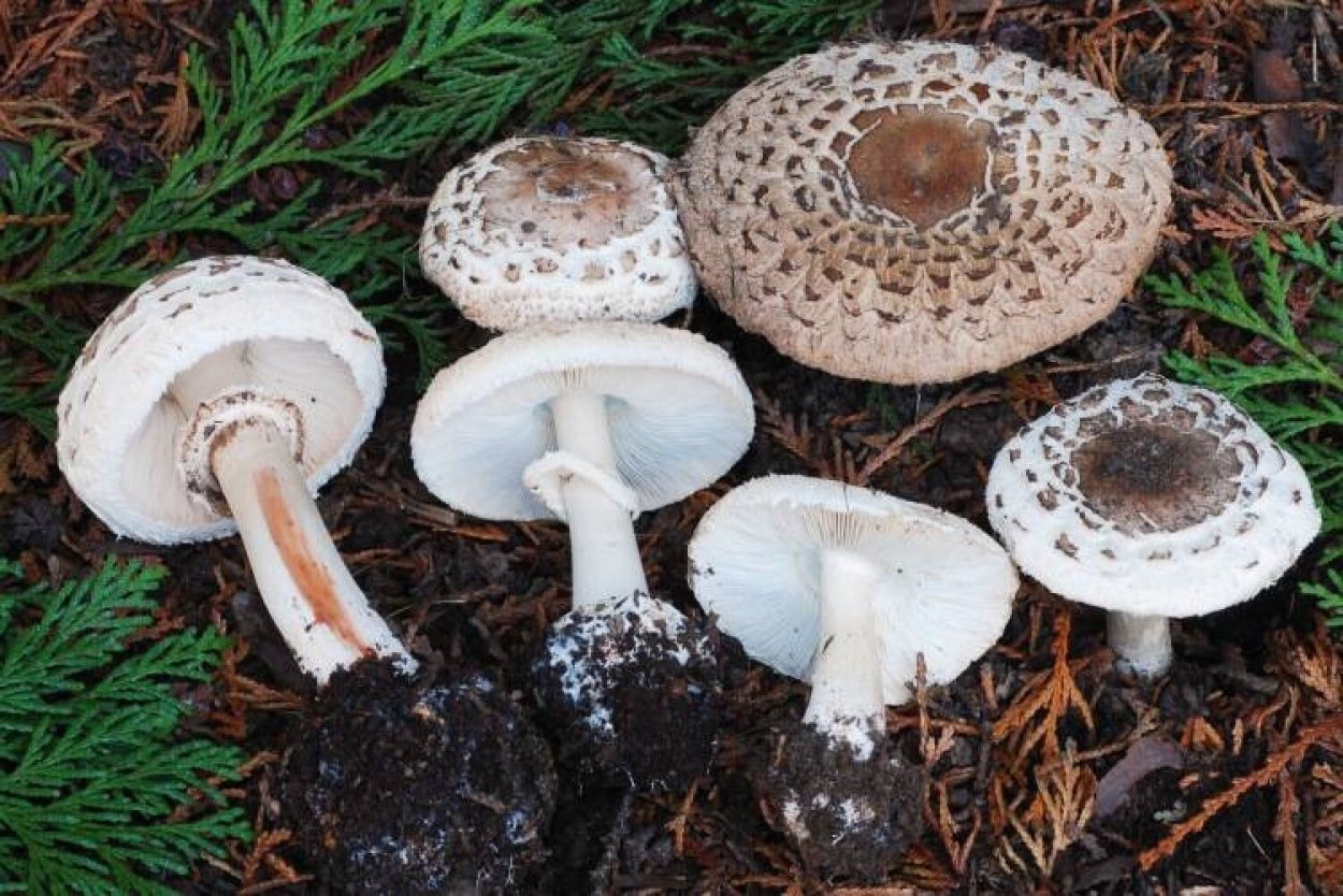 Chlorophyllum brunneum