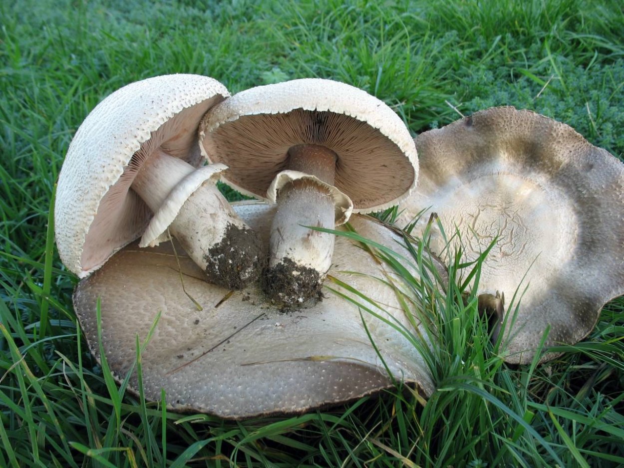 Agaricus macrosporus
