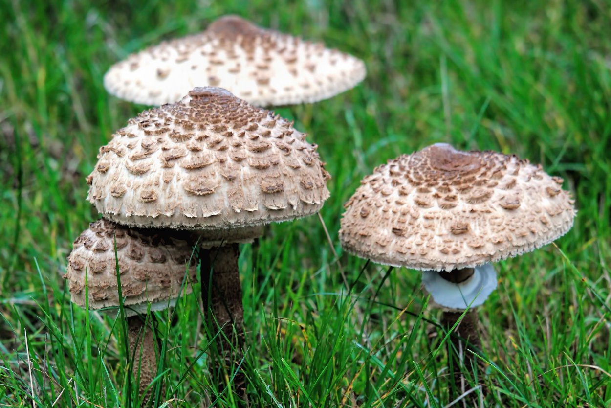 Agaricus impudicus гриб