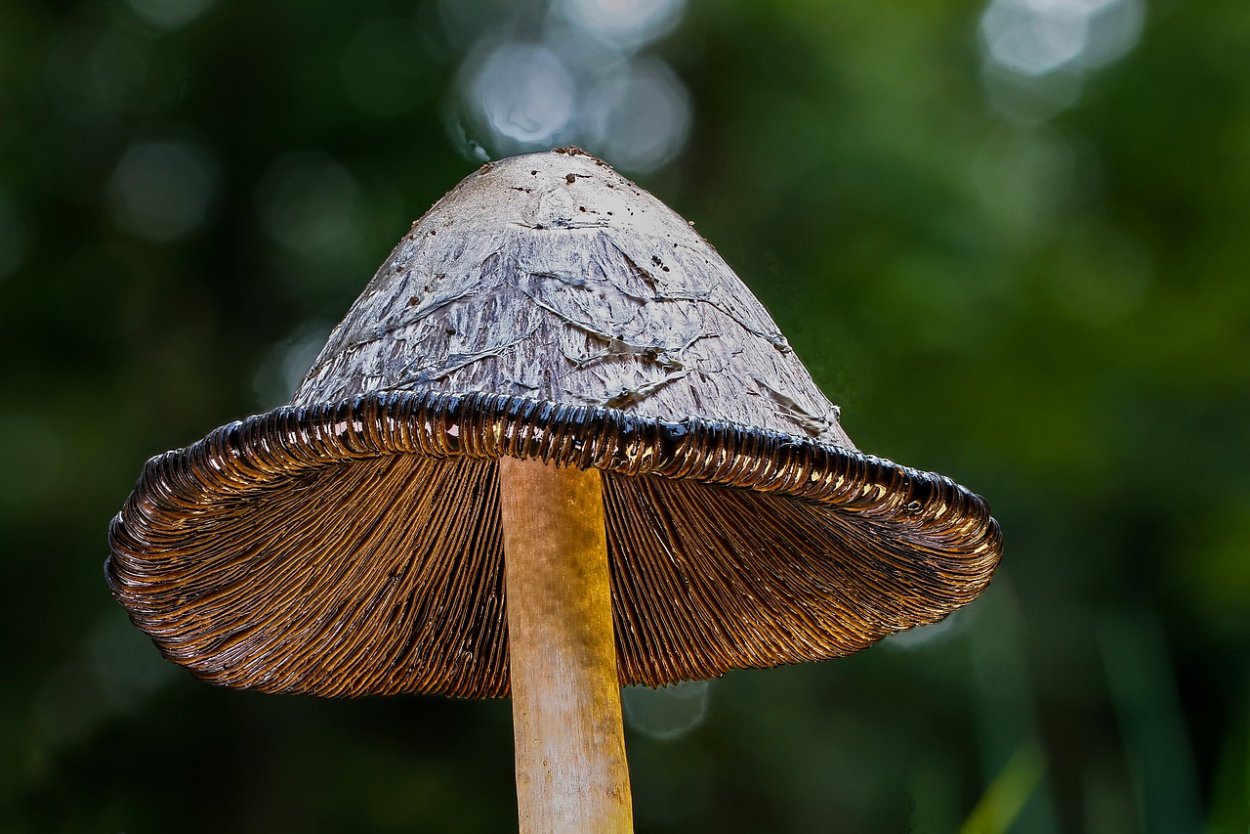 Чешуйчатка травяная Phaeolepiota Aurea
