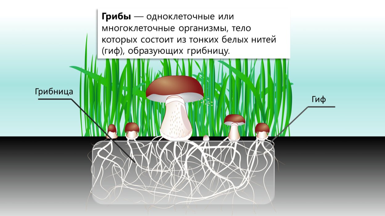 Как выглядит грибница