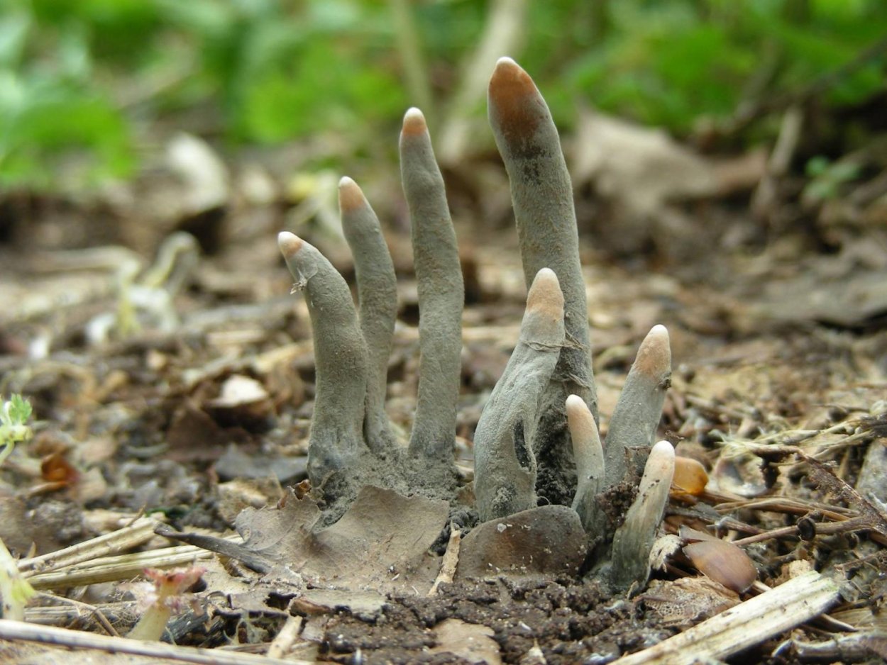 Гриб Xylaria polymorpha