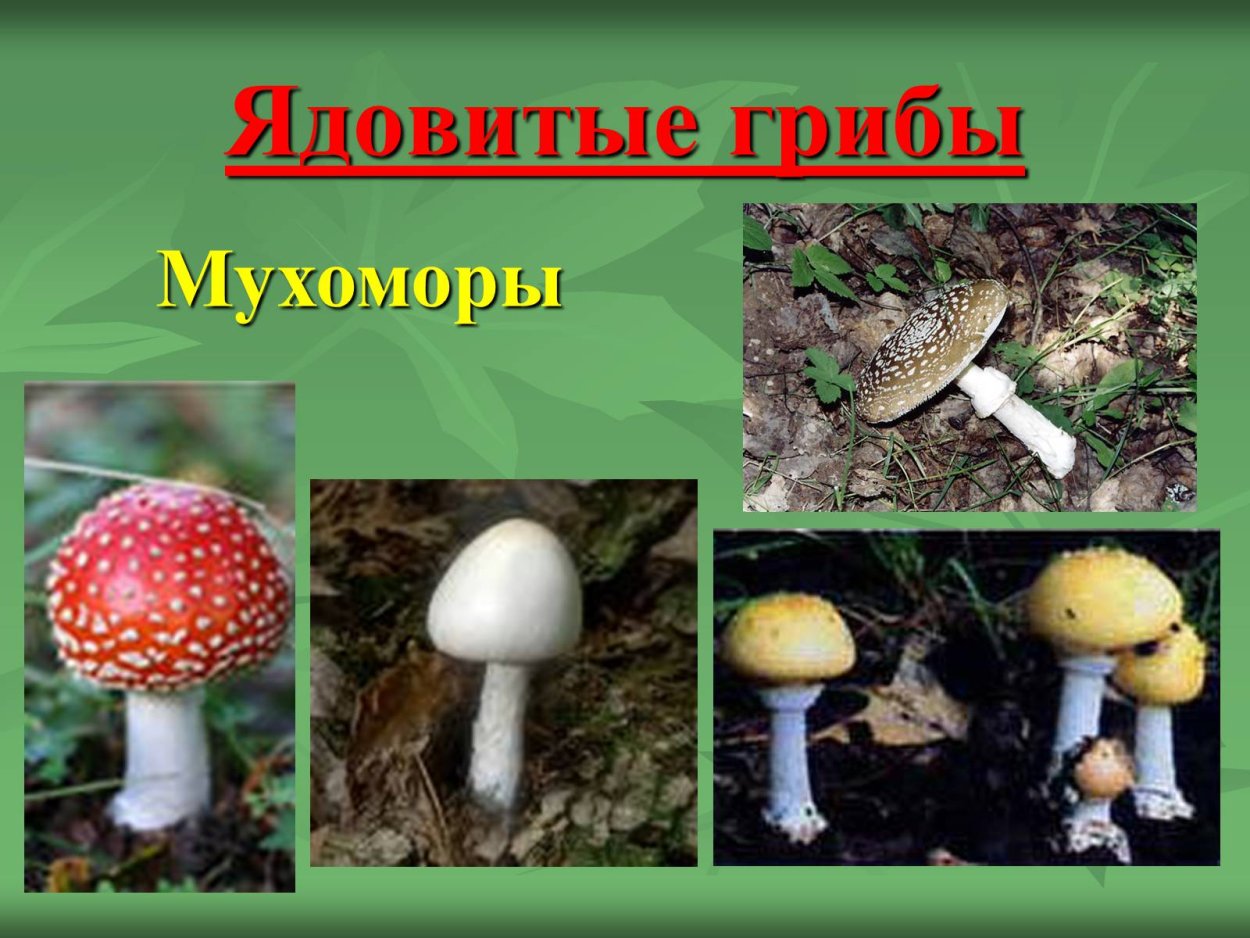 Царство грибов несъедобные