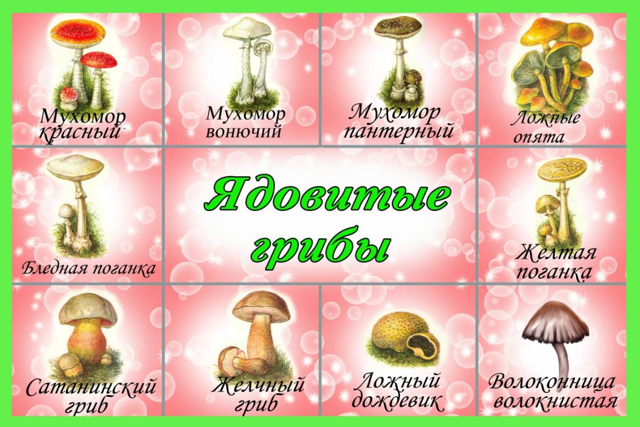 Карточки грибы съедобные и несъедобные