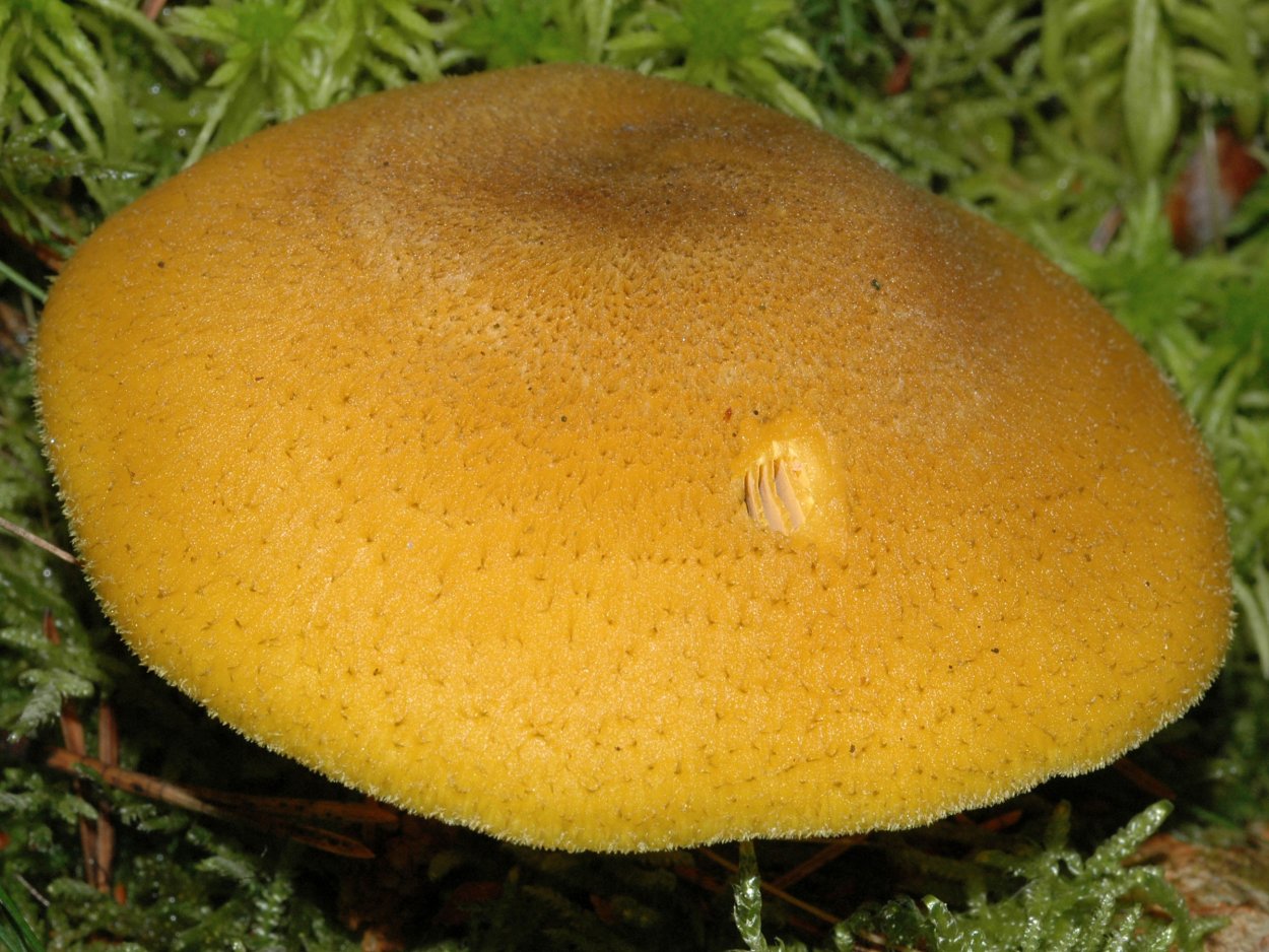 Зеленушка (Tricholoma equestre)