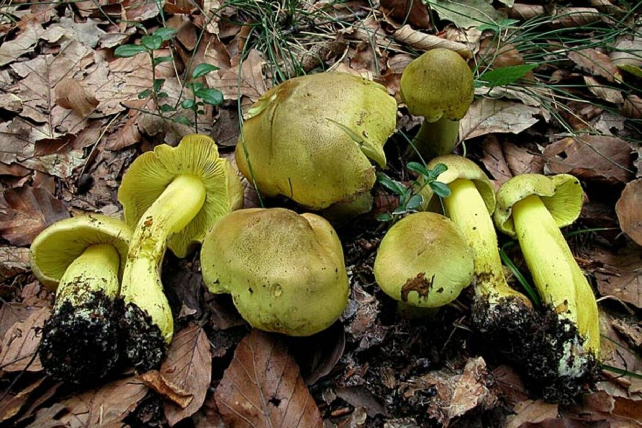 Зеленушка (Tricholoma equestre)