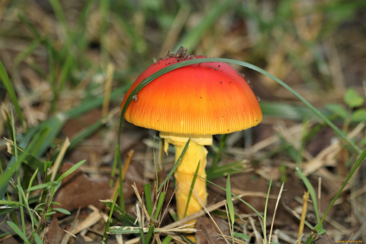 Гриб Amanita Jackson