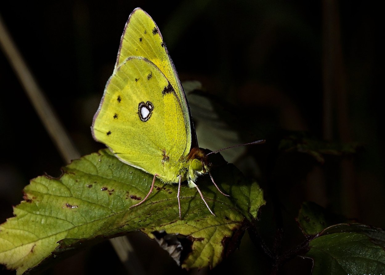 COLIAS croceus
