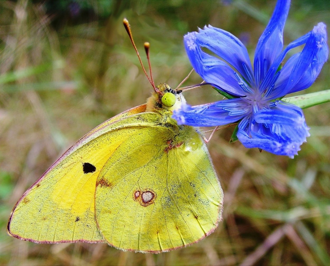 COLIAS erschoffi