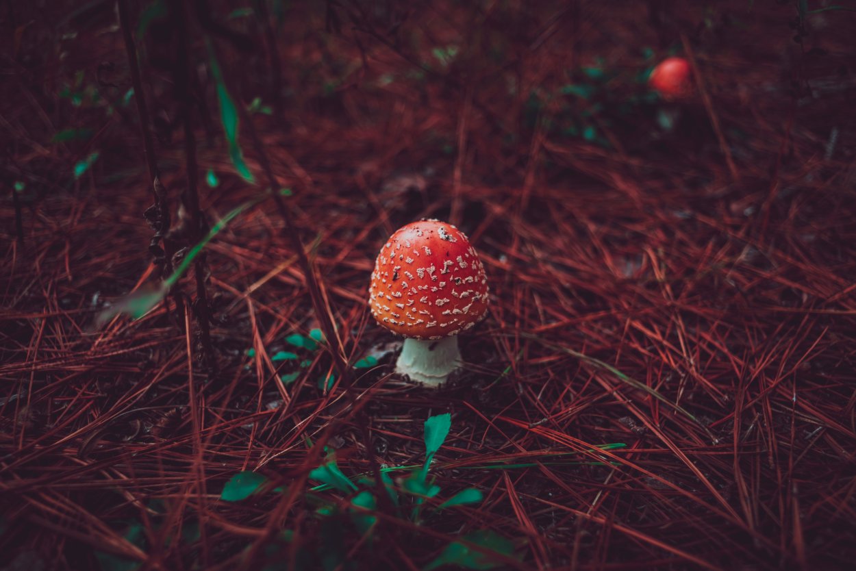 Мухомор Эстетика