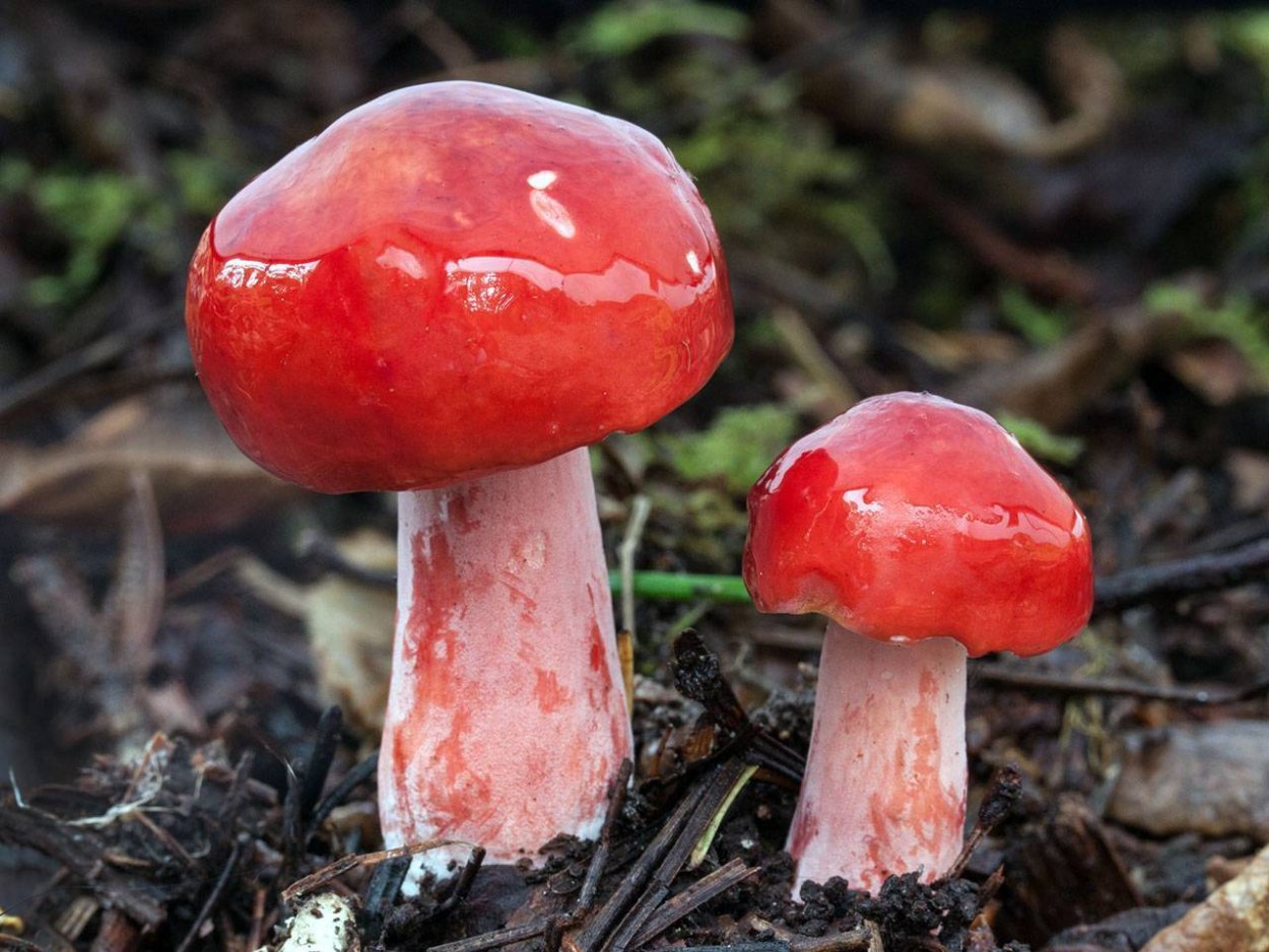 Сыроежка кроваво-красная (Russula sanguinea)