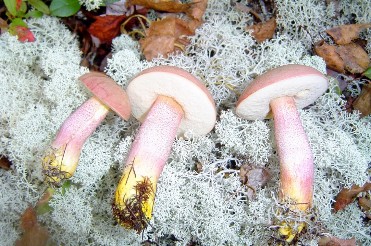 Tylopilus chromapes