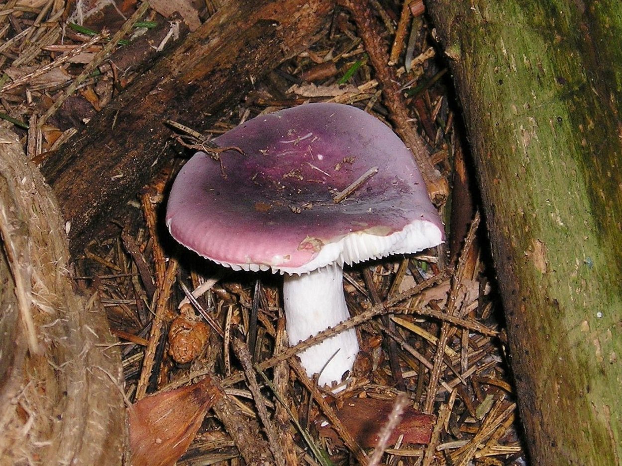 Сыроежка турецкая (Russula Turci)