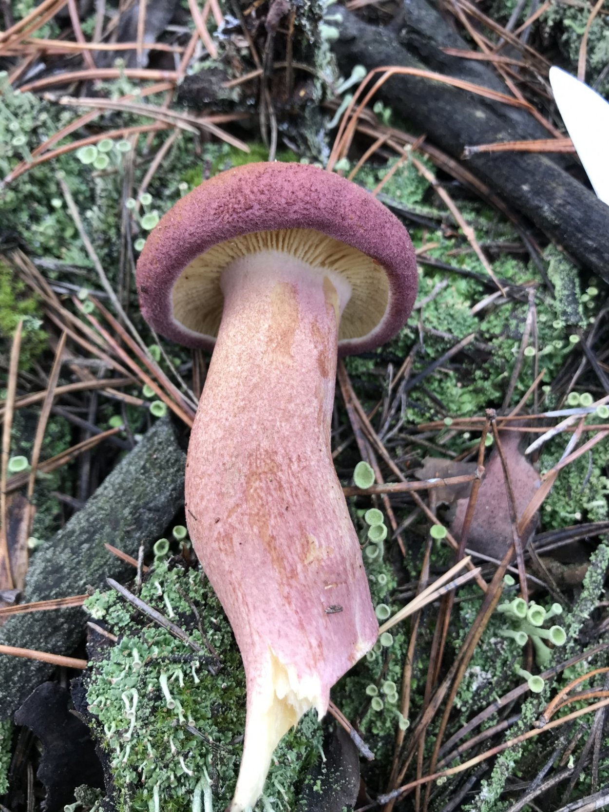 Рядовка желто-красная Tricholomopsis rutilans
