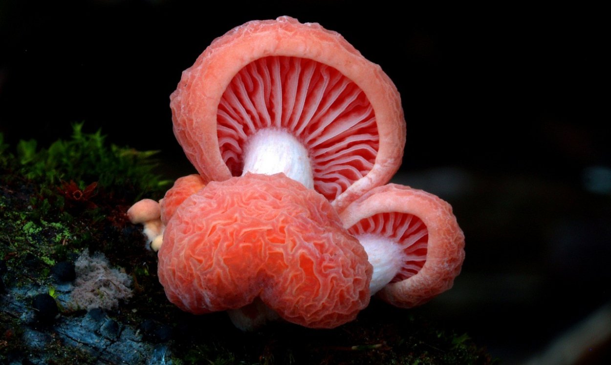 Rhodotus palmatus