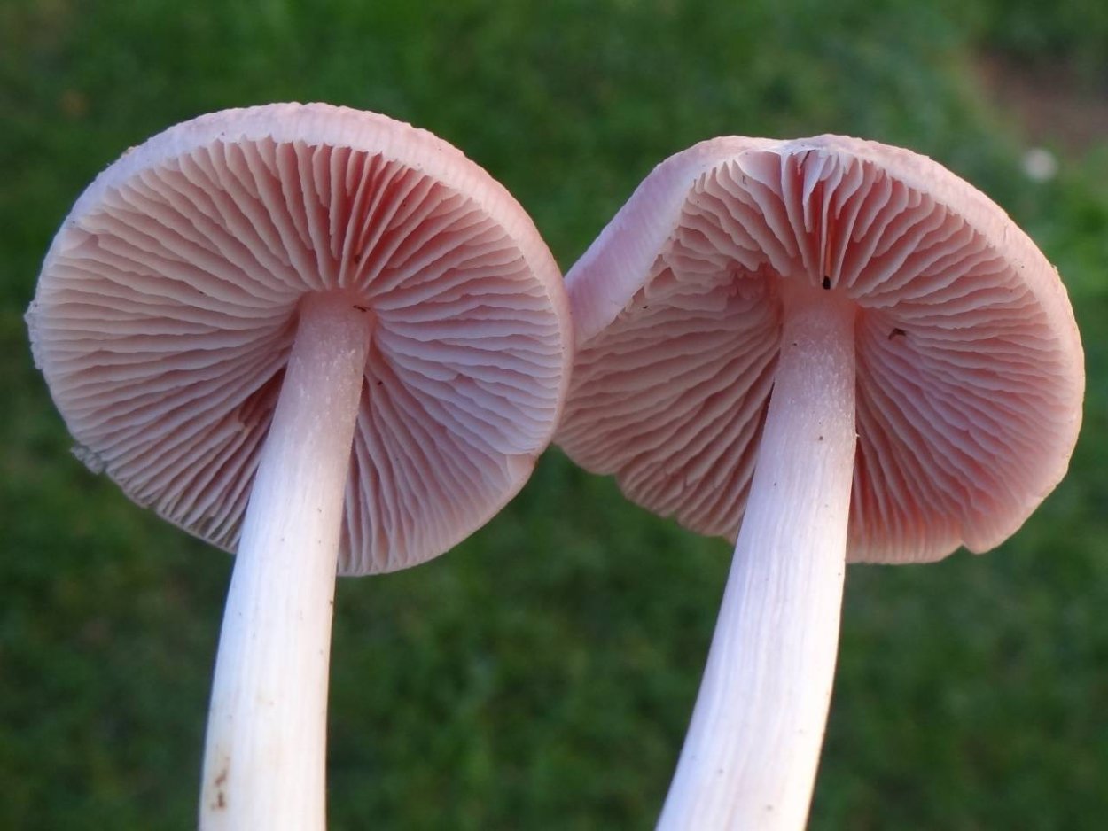 Мицена розовая Mycena rosea