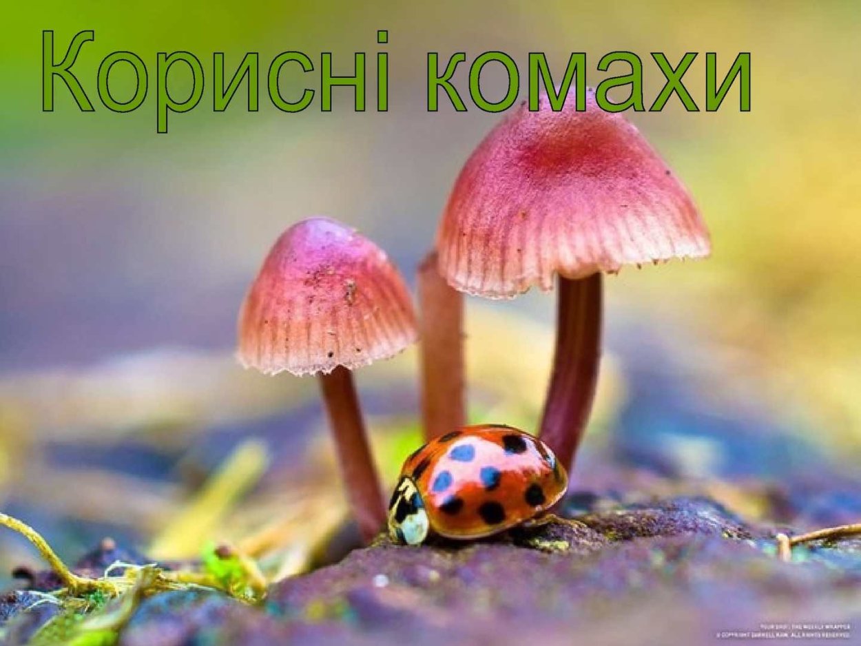 Зелёный гриб и Божья коровка
