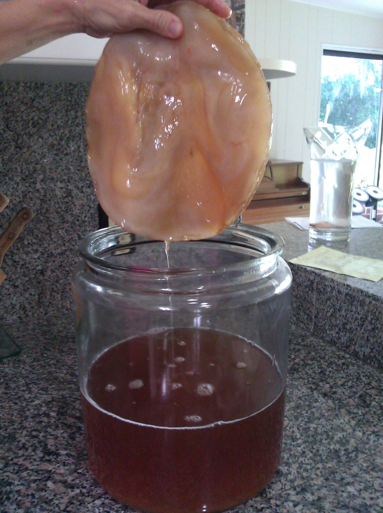 Kombucha чайный гриб