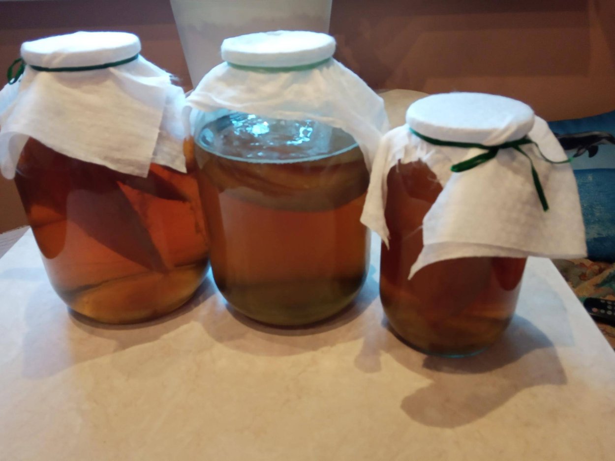 Royal Kombucha чайный гриб