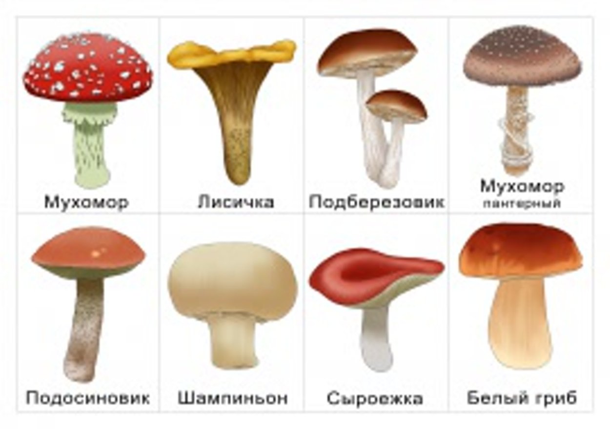 Карточки ядовитые грибы для детей