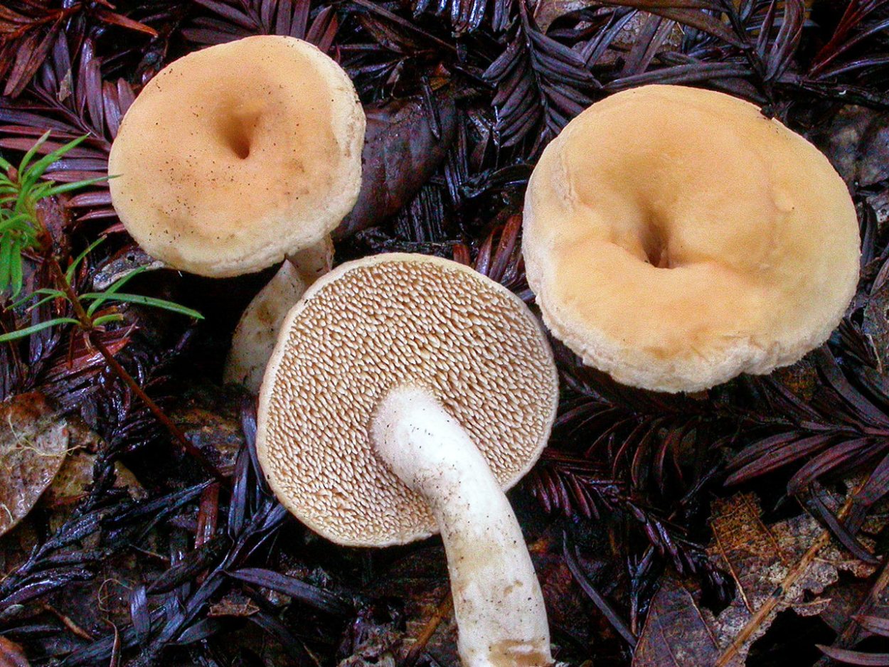 Hydnum albidum
