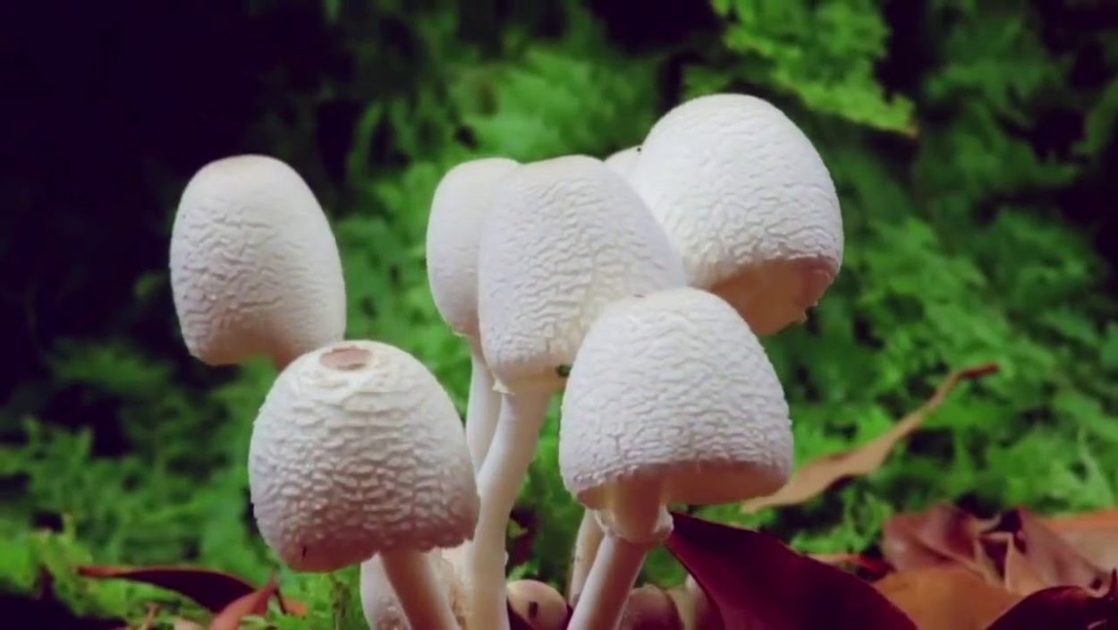 Самый быстрорастущий гриб