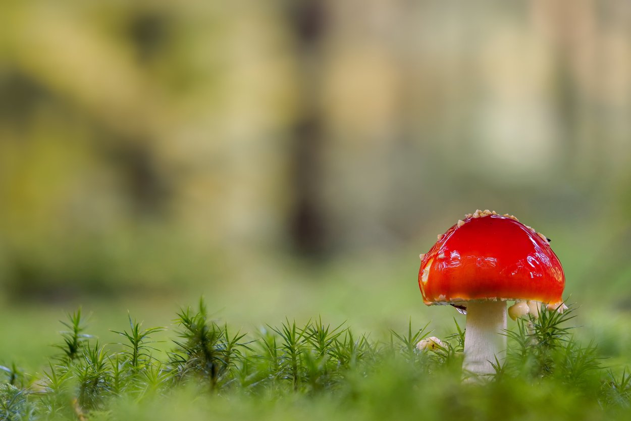 Макросъемка природа грибы