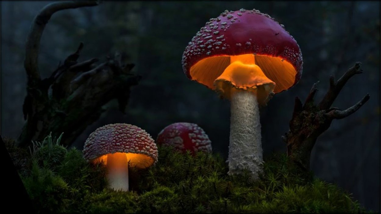 Млечник индиго