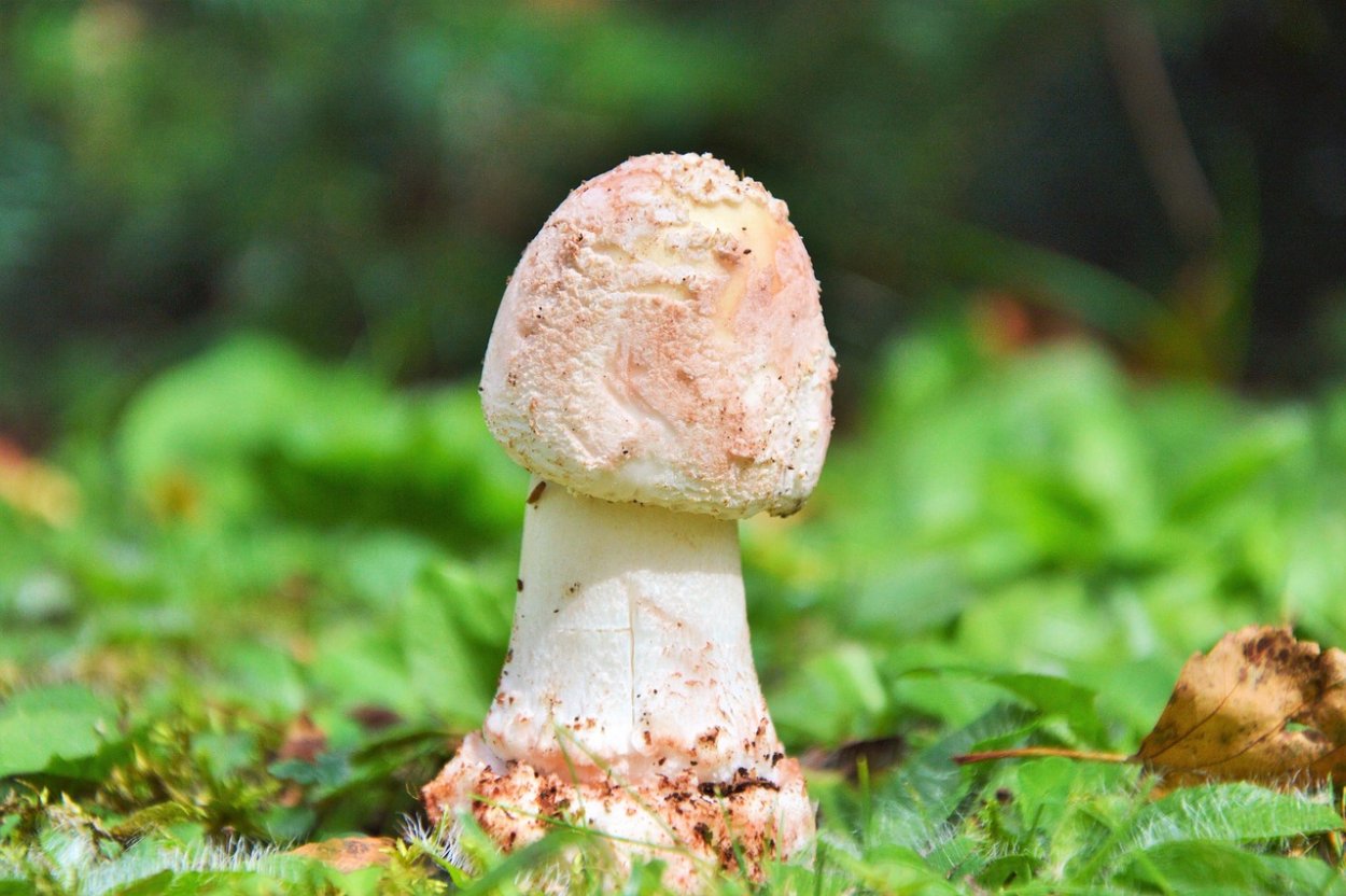 Phallus impudicus гриб