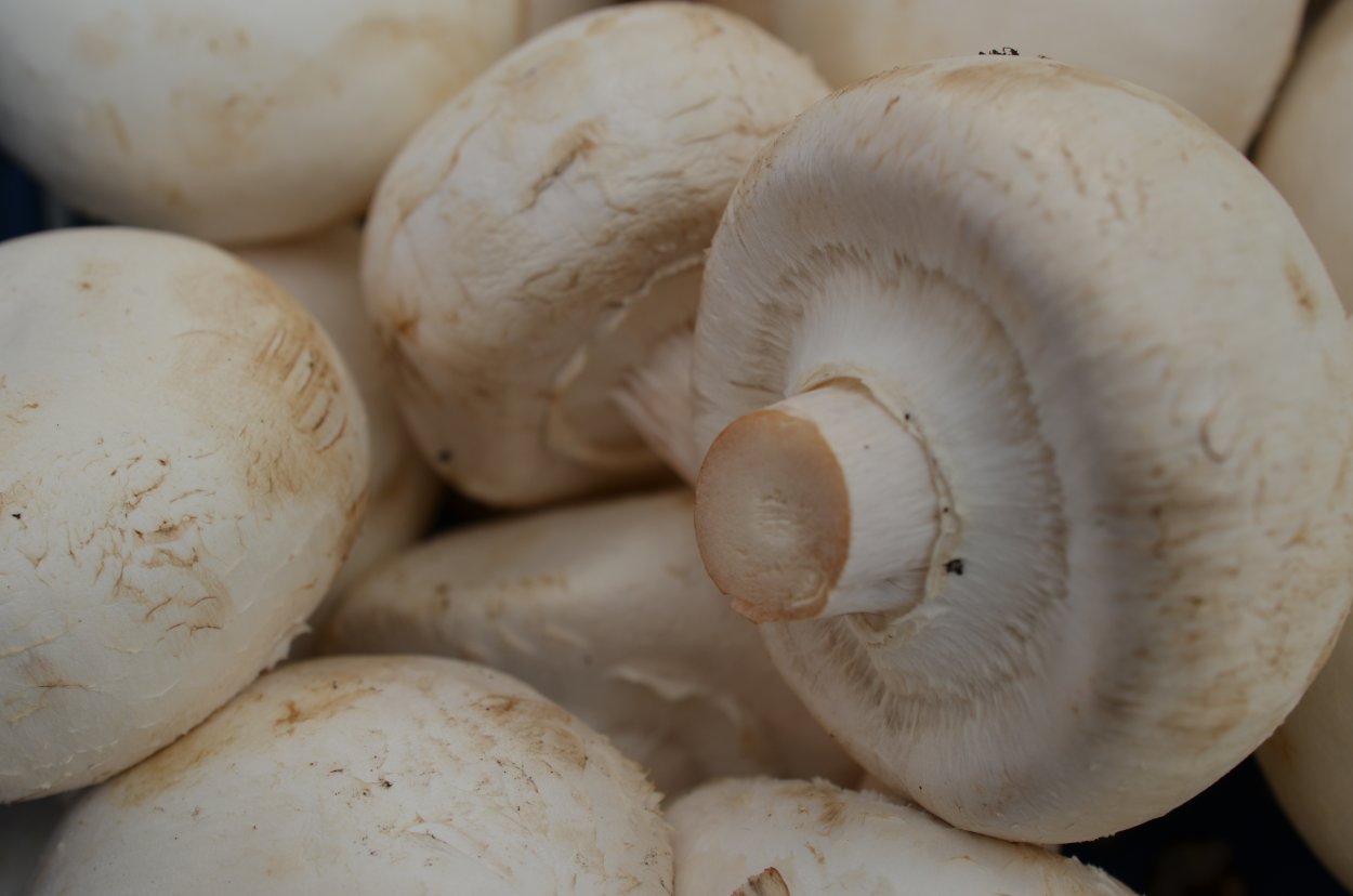 White Mushroom