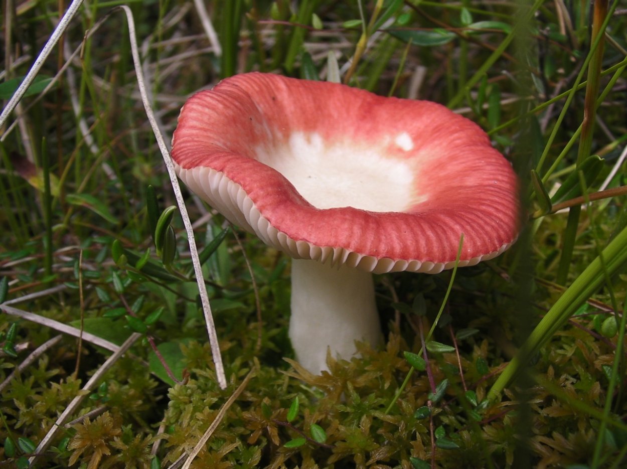 Сыроежка розовая Russula rosea