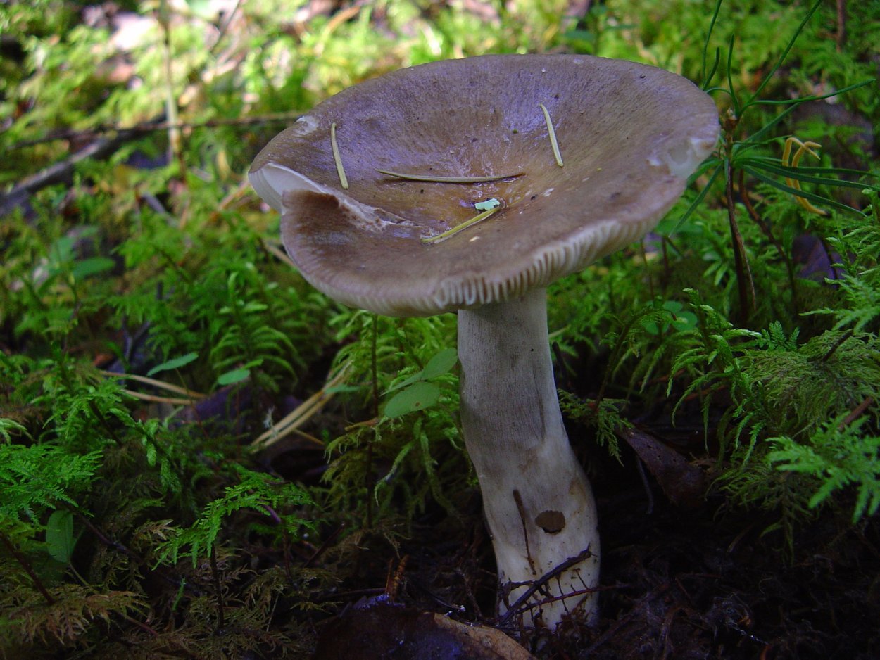 Russula consobrina