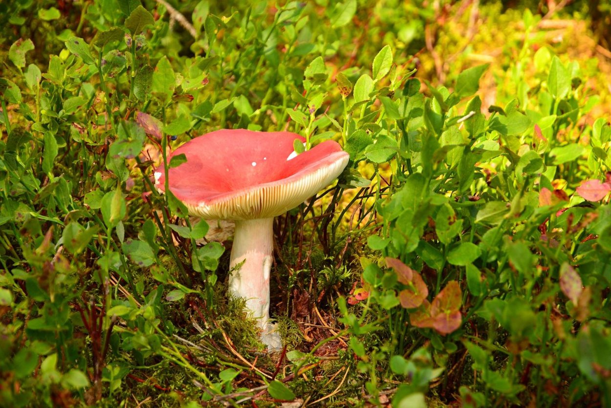 Сыроежка жгучеедкая (Russula emetica)
