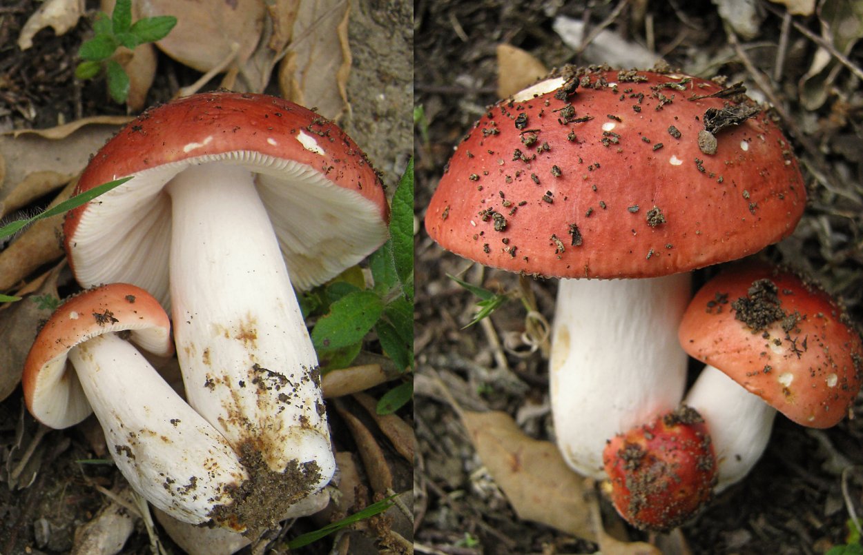 Сыроежка жгучеедкая (Russula emetica)