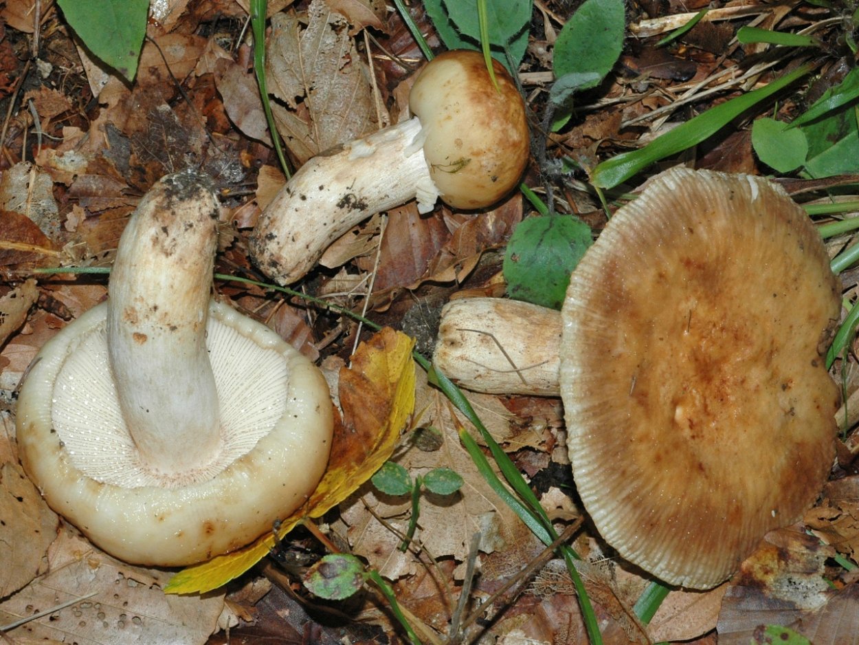 Сыроежка буреющая Russula xerampelina