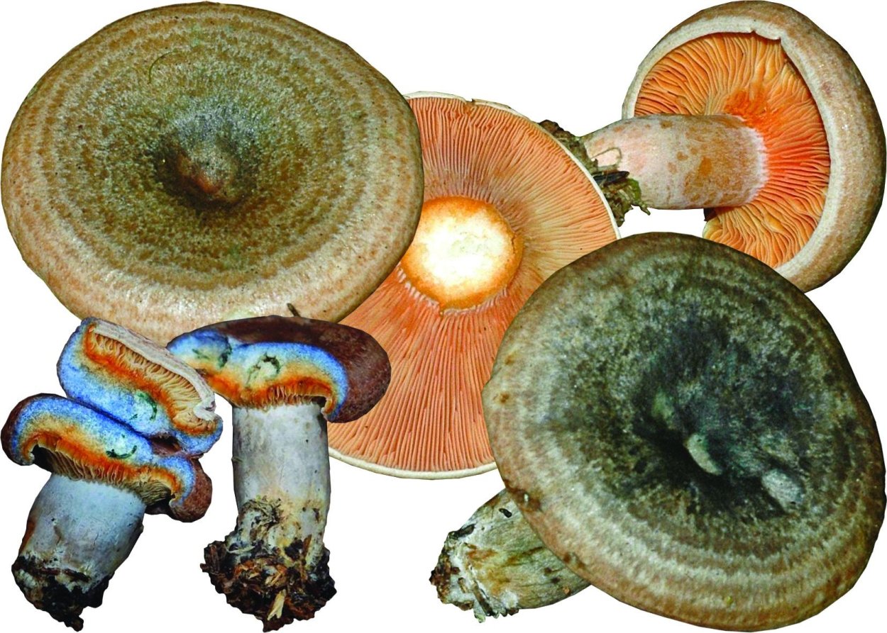 Russula grata
