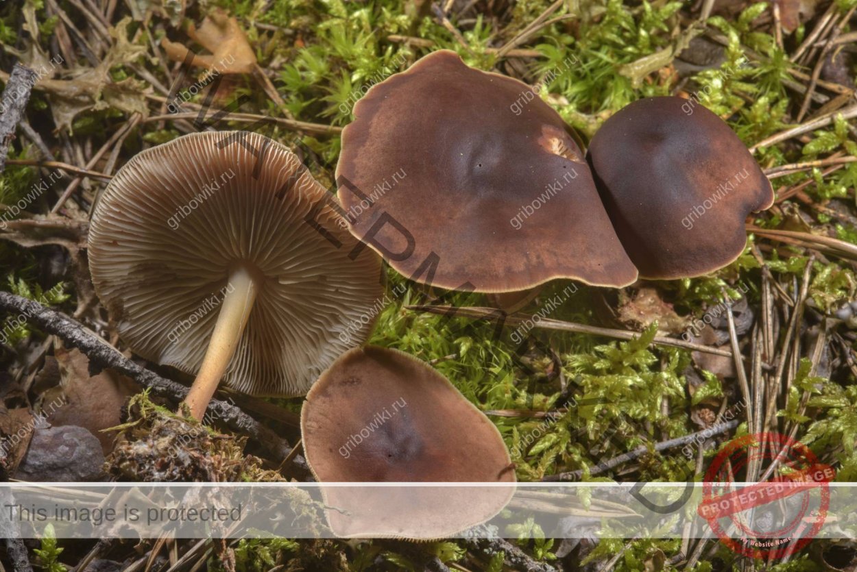 Коллибия маслянистая Collybia butyracea