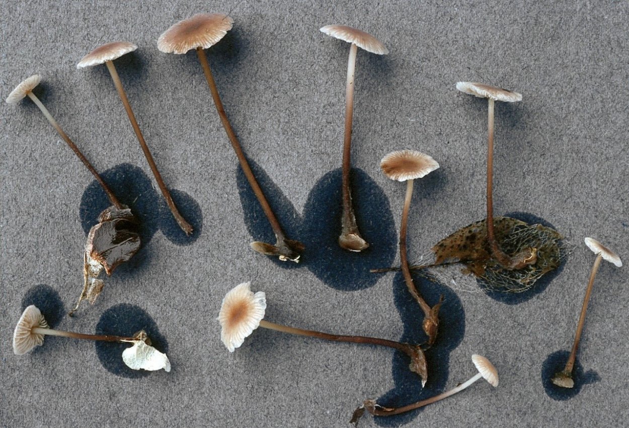 Паутинник коричный (Cortinarius cinnamomeus)