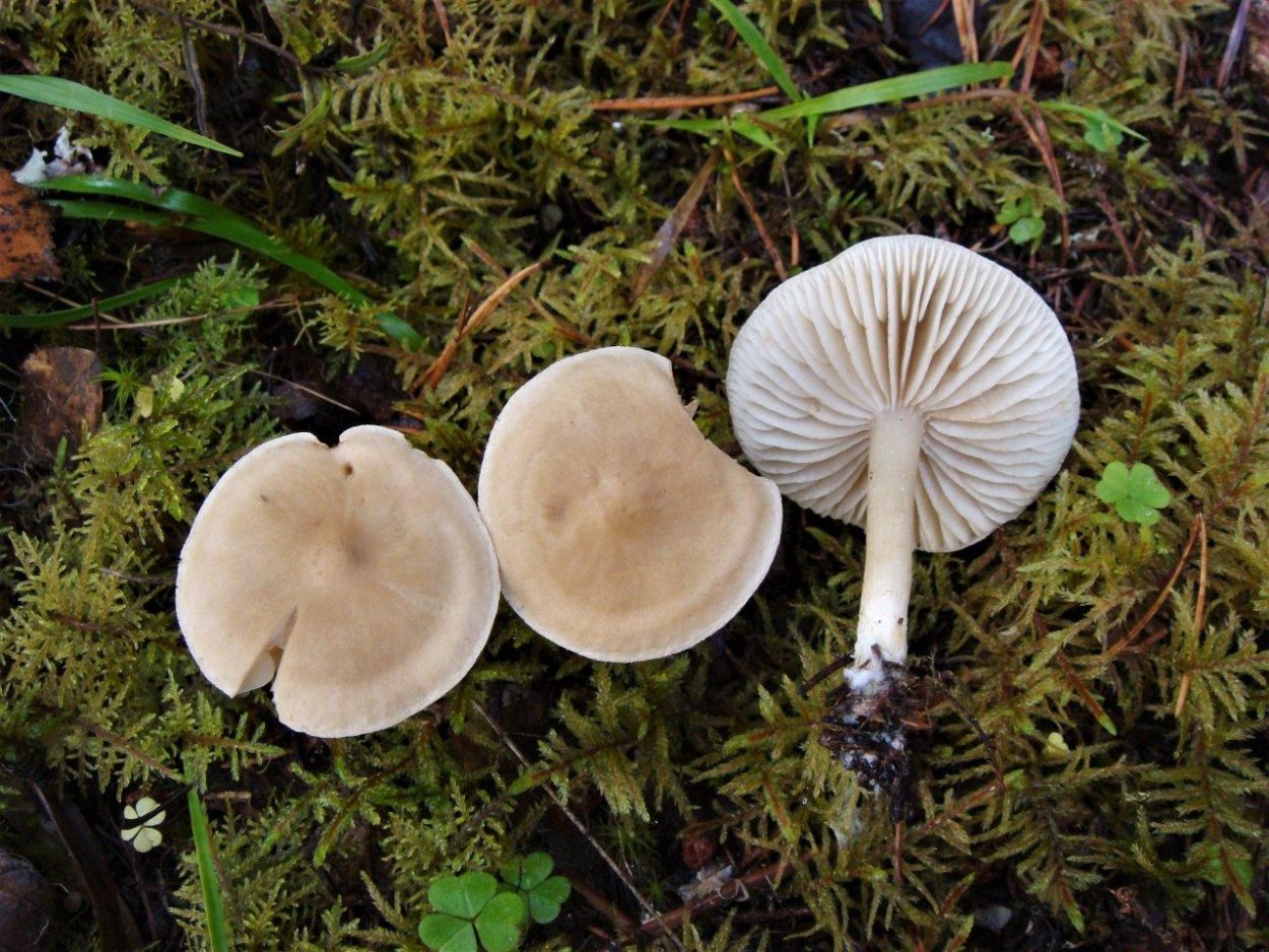 Mycena epipterygia