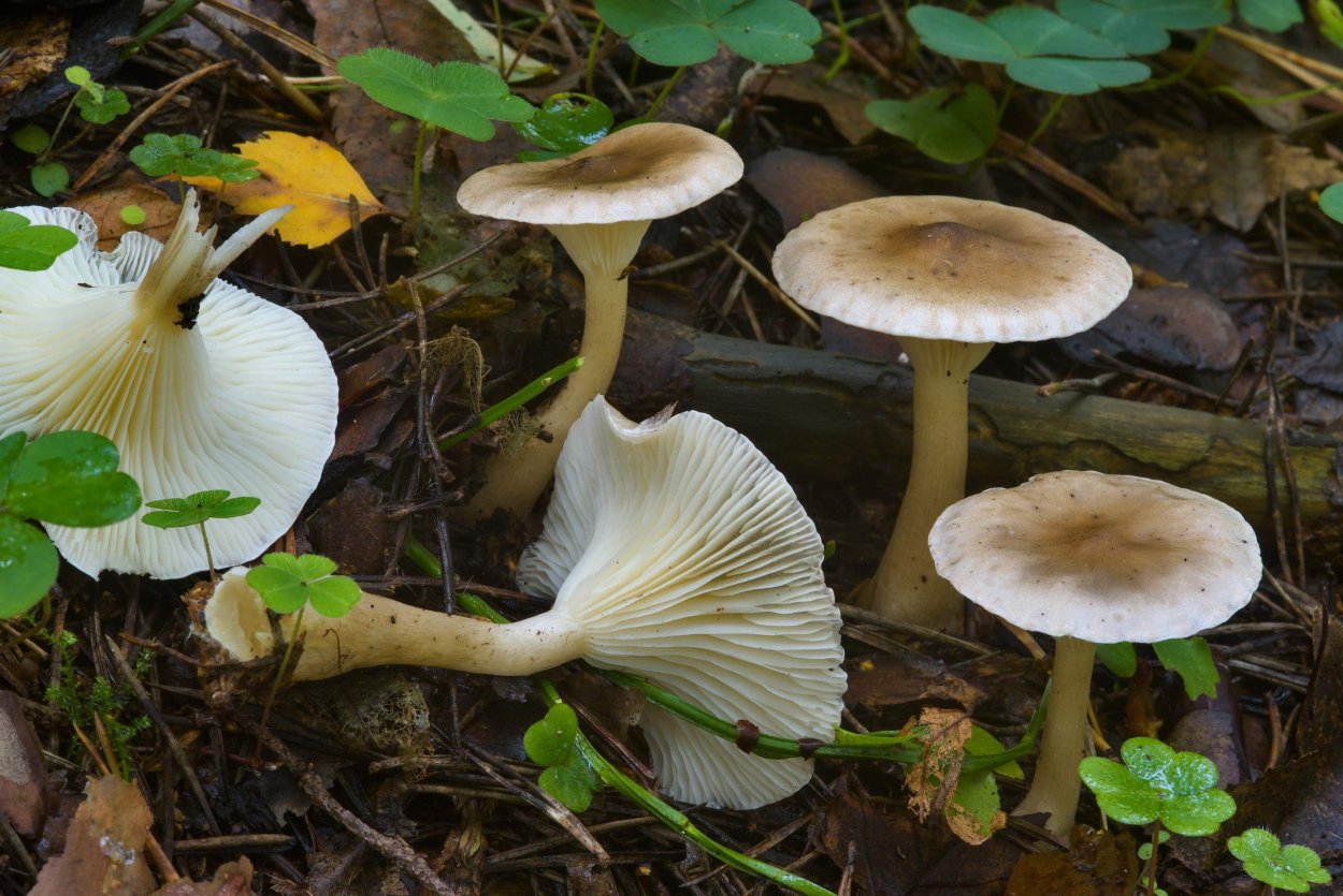 Чесночник обыкновенный (mycetinis scorodonius)